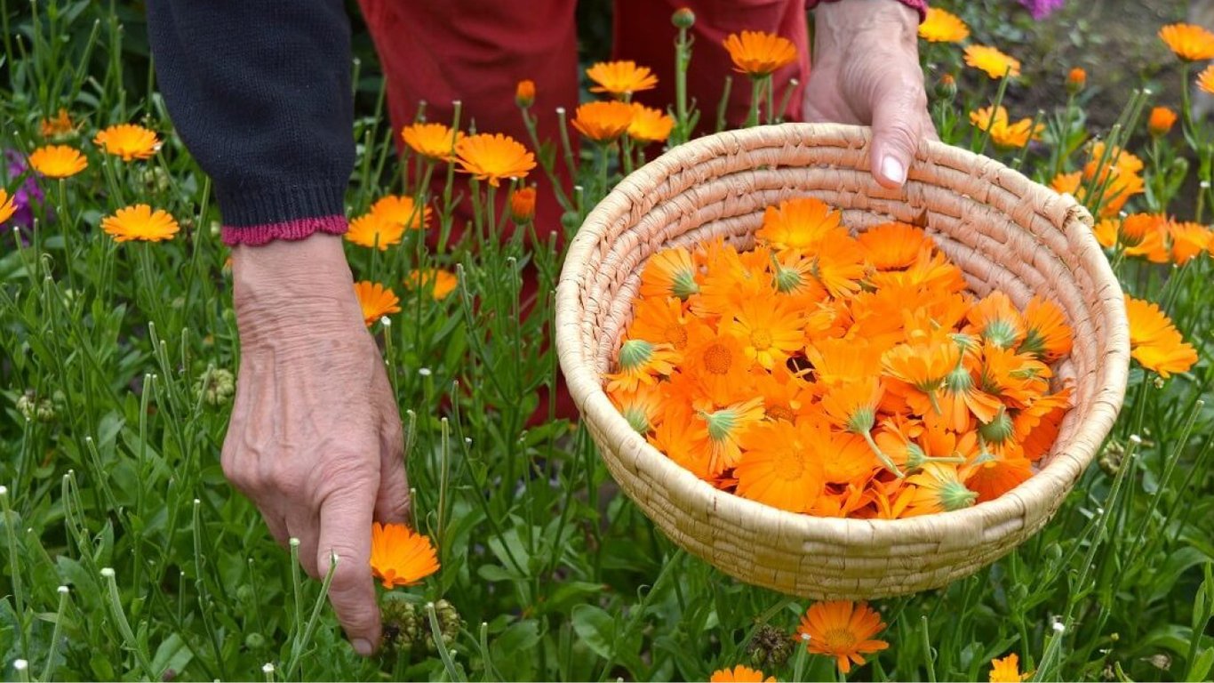 Як та коли збирати календулу