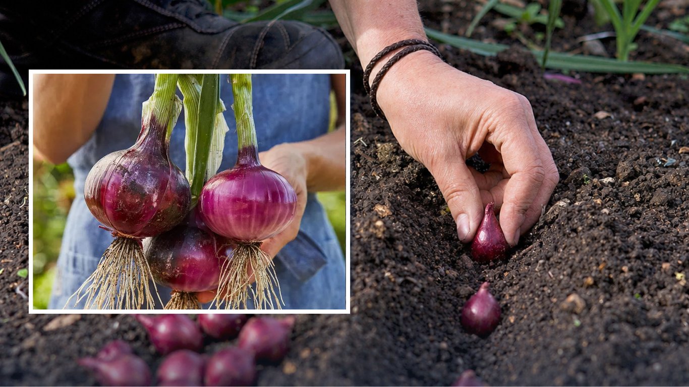 Яку синю цибулю посадити у 2026 році: три найкращі сорти