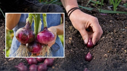 Лучшие сорта синего лука: что посадить для безумного урожая - 285x160
