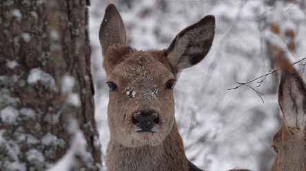 У Чорнобильському заповіднику помітили вагітних олениць — фото - 285x160
