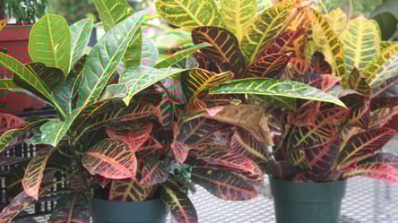 Що робити, якщо кротон скидає листя — поради від квітникарів - 285x160