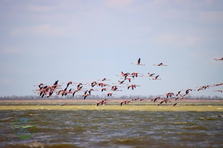Рожеві "родзинки" повернулись на Одещину — скільки їх прилетіло - фото 3