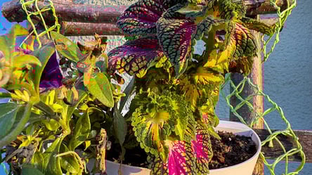 Цветение убивает колеус — как сохранить растение пышным - 285x160