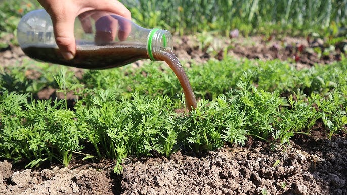 Подкормка моркови на огороде