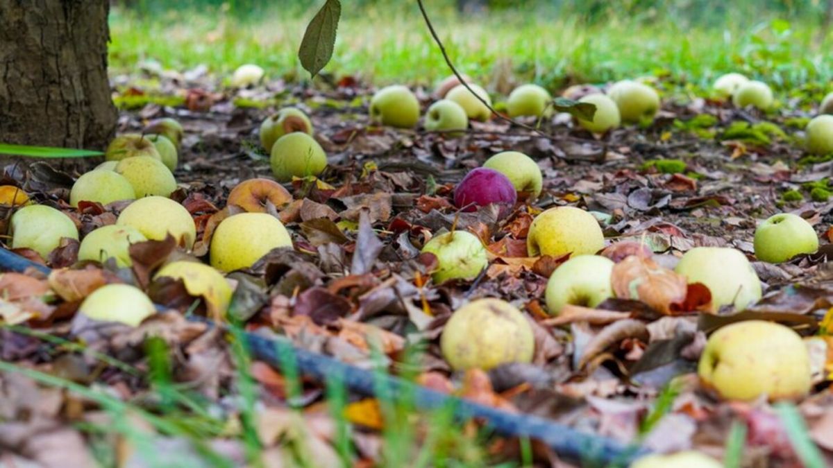Что следует сделать с яблоней после сбора урожая