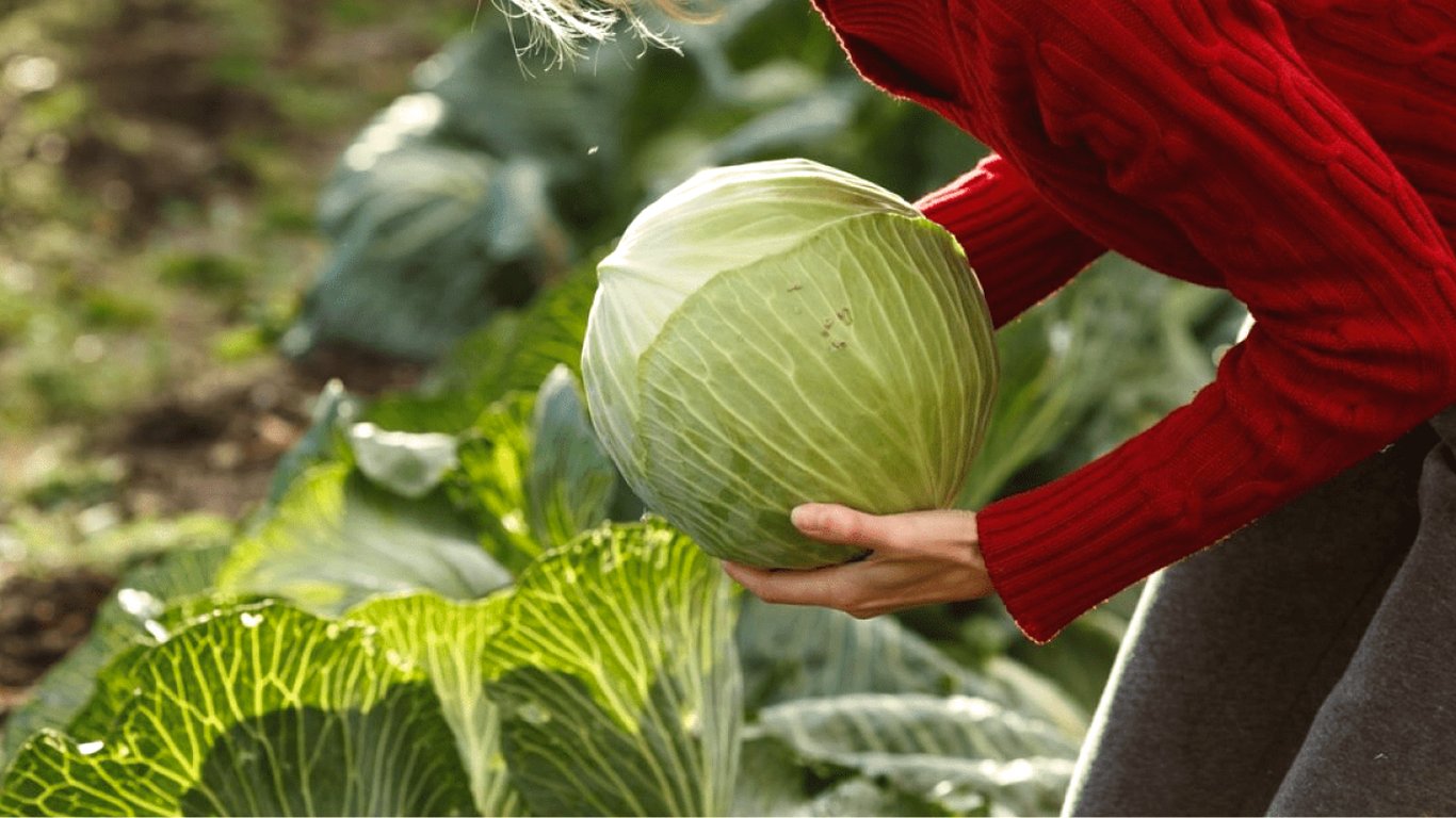 Сбор урожая капусты — когда лучше это делать и на что обращать внимание