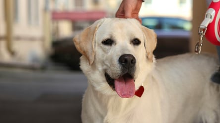 Штрафы и конфискация — за что поплатятся владельцы собак в 2026 - 285x160