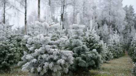 Викопування сосни в лісі у 2025 році — що дозволяє закон - 285x160