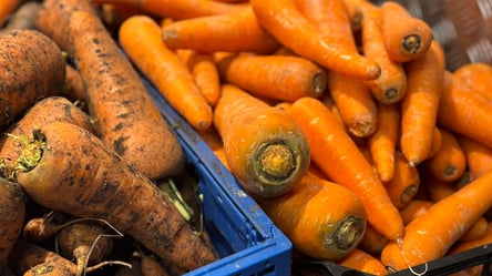 Сезон дает о себе знать — что произошло с ценами на морковь - 285x160