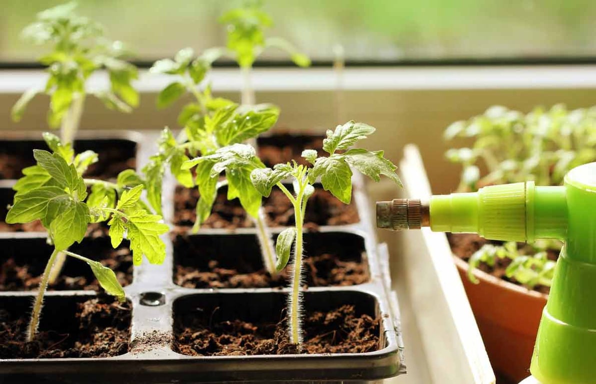 Чим бурштинова кислота корисна для розсади