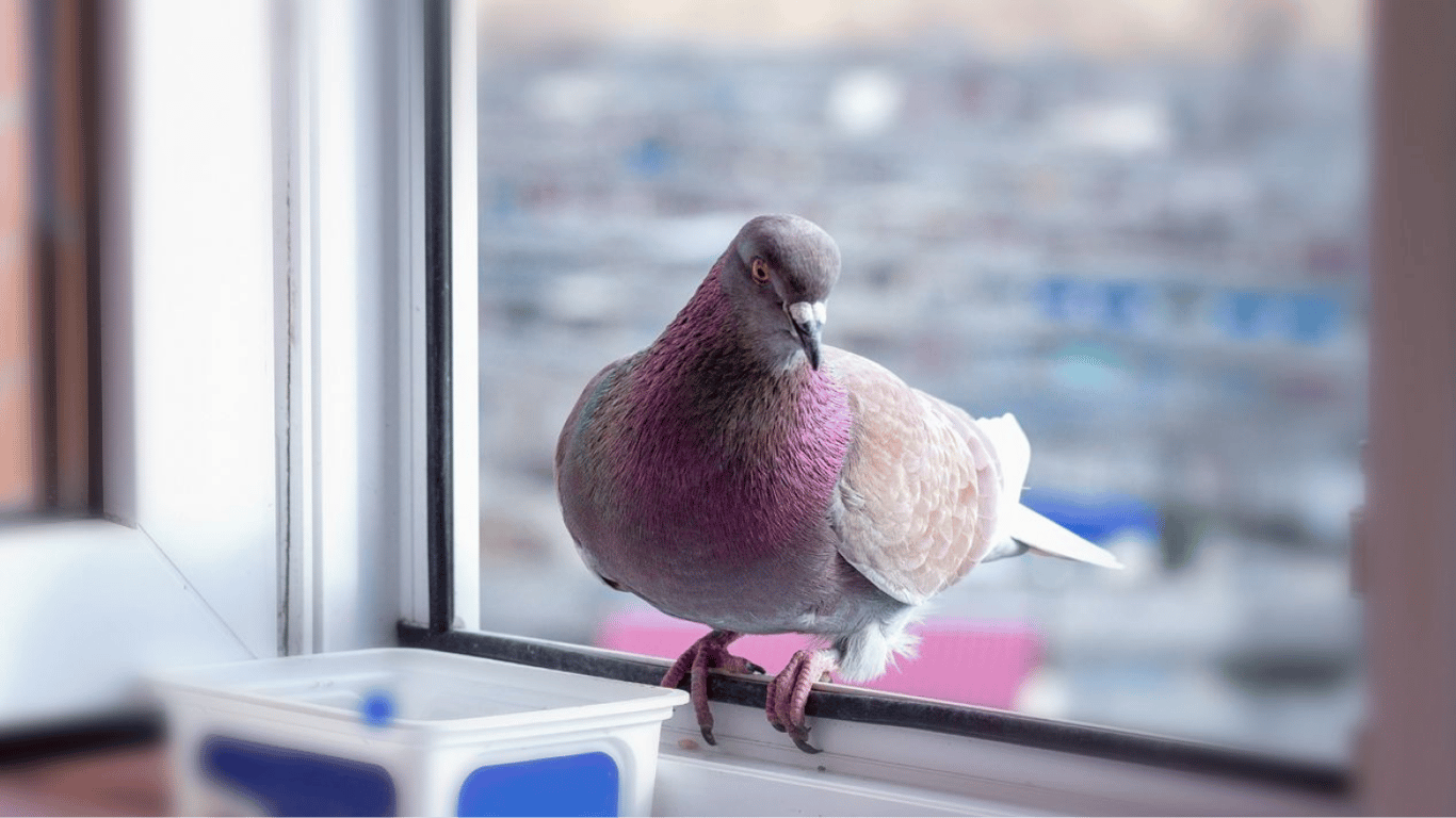 Если голубь прилетел на подоконник — о чем предостерегают приметы