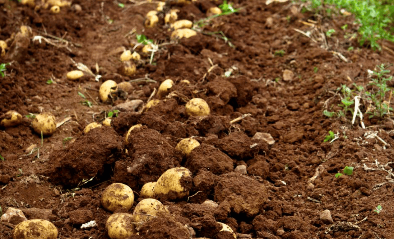 Невелика картопля на полі після копання. 