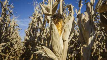 Ціни на кукурудзу скоро сильно зміняться — у чому причина - 285x160