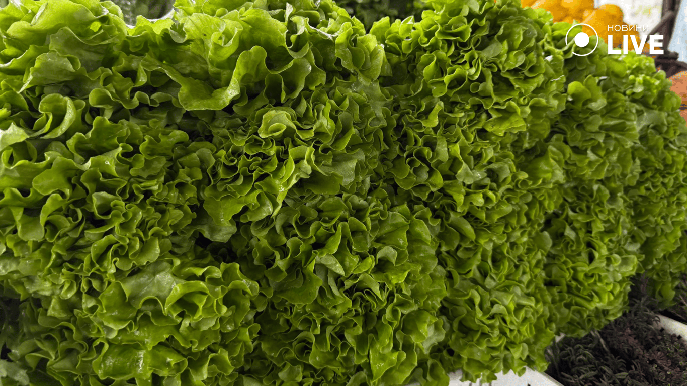 Листя зеленого салату