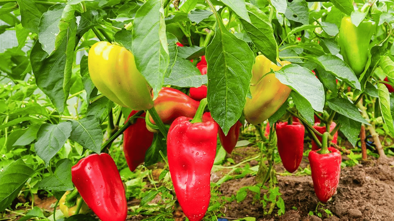 Вирощений врожай перцю на городі.