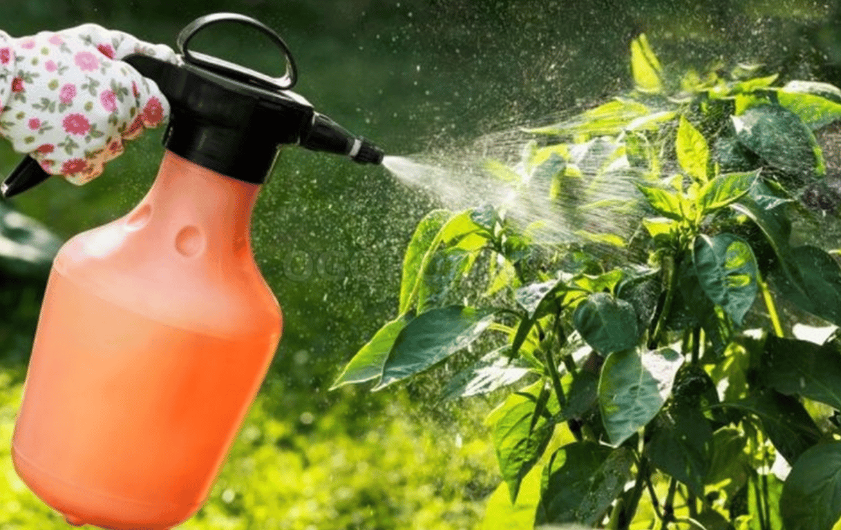 Обработка перца