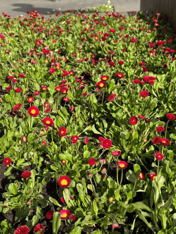 В Одесі висадили перші весняні квіти — де саме - фото 2