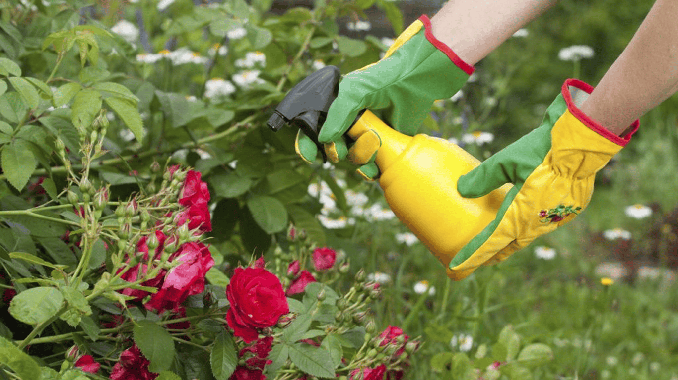 Обприскування троянди.