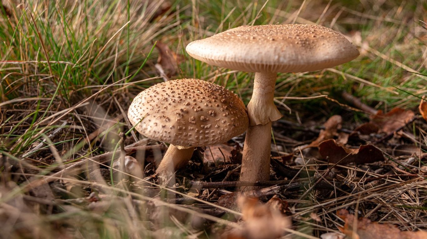 когда лесные грибы могут навредить