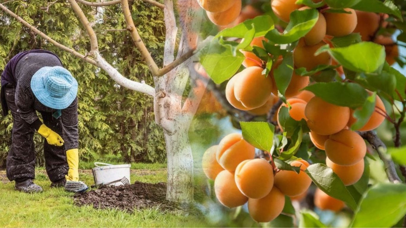 Чем следует подкормить абрикосы и персики в июне — секрет идеального удобрения