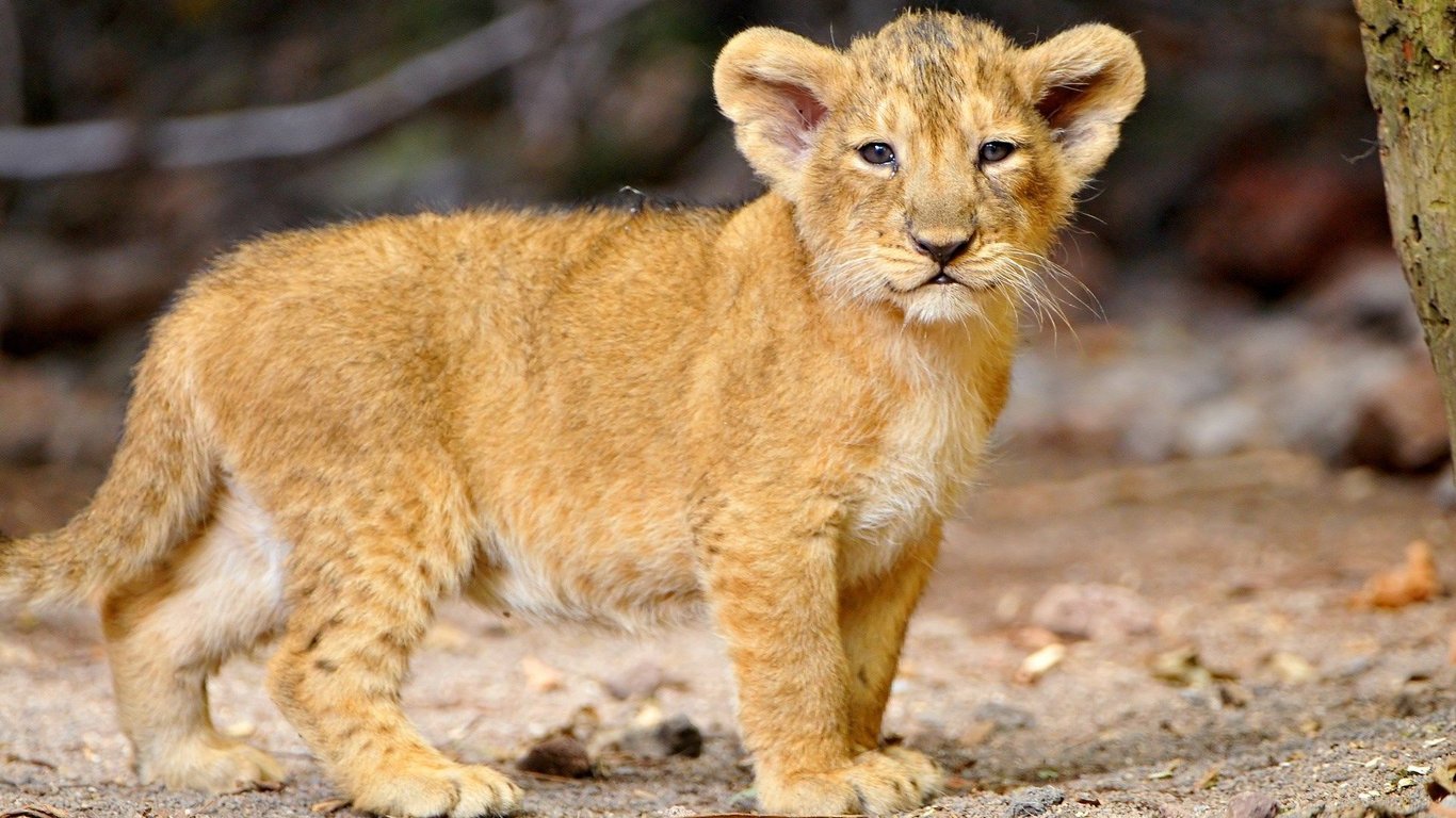 В Одесском зоопарке опровергли свою причастность к льву на Молдавской границе