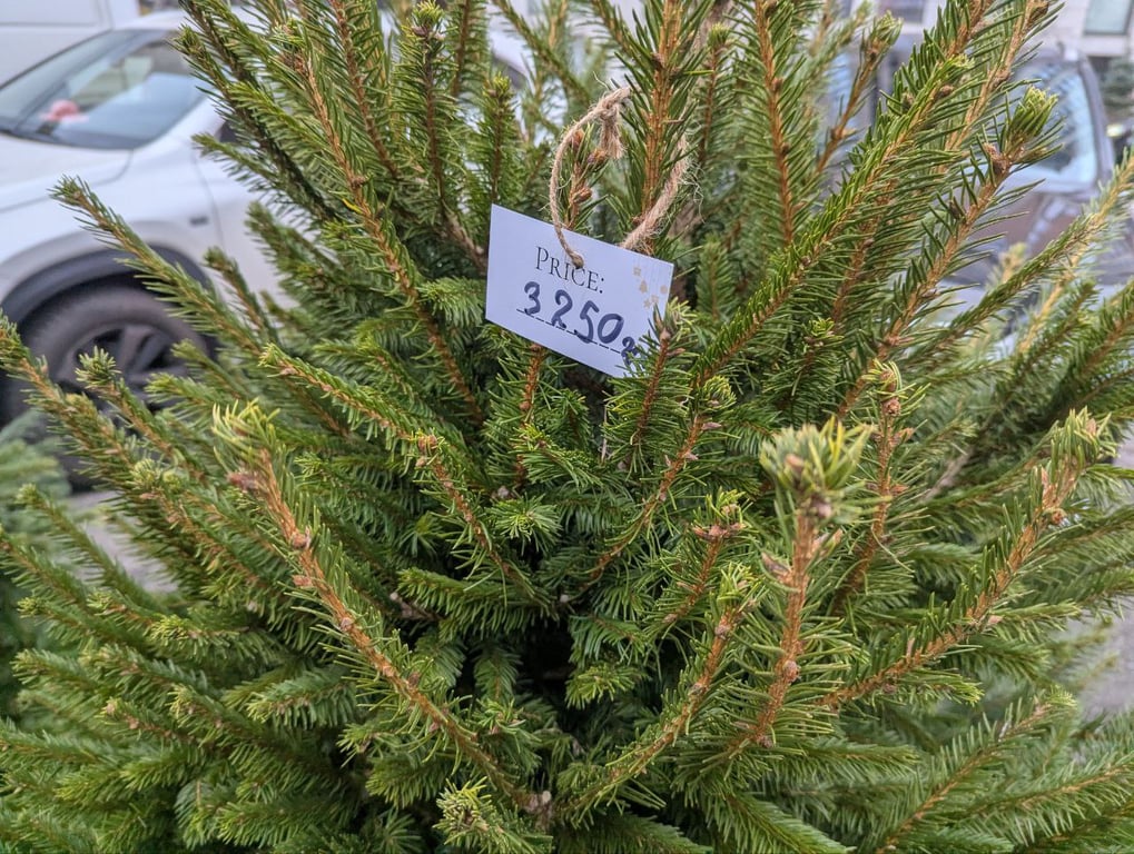 Цены на елки