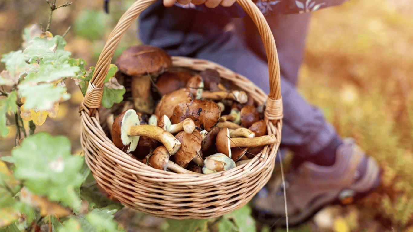 Где в Украине растут самые вкусные грибы — список областей