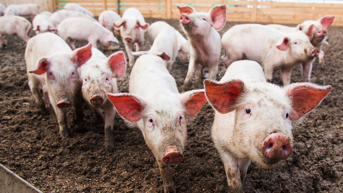 На Одещині є загроза розповсюдження африканської чуми серед свиней: яка зараз ситуація
