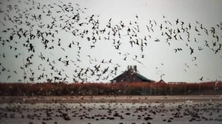 На Тузловские лиманы прилетели 50 тысяч птиц — причины - 285x160