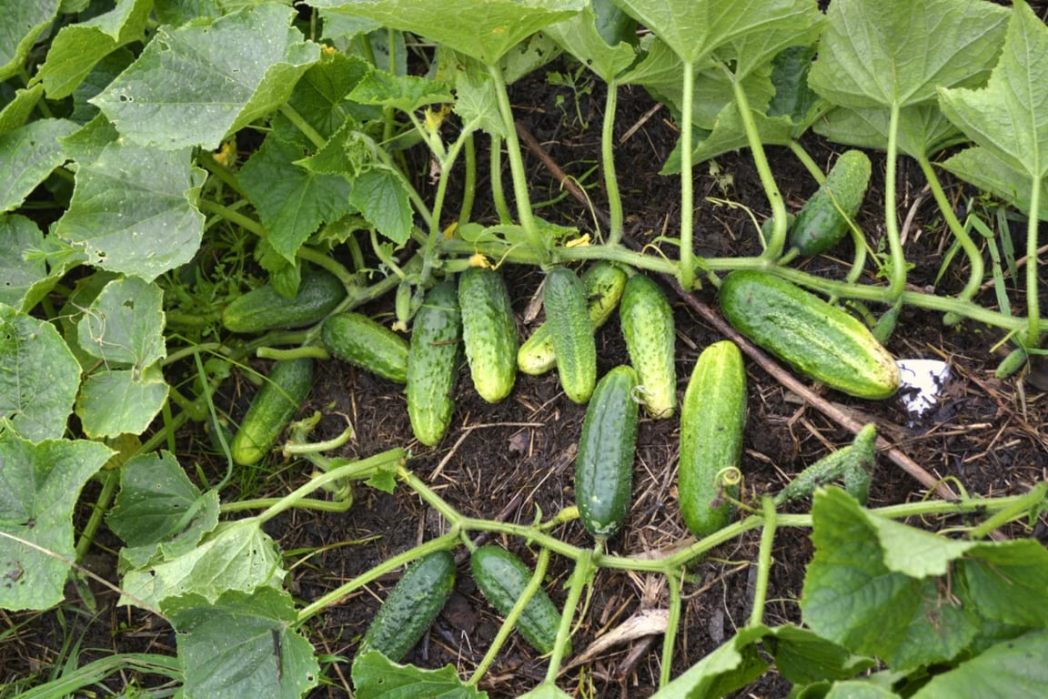 Где следует сажать огурцы