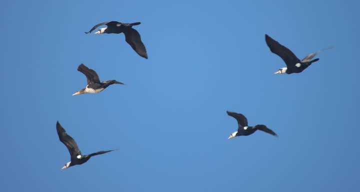 Весняне повернення — на Тузлівських лиманах з’явилися баклани - фото 2