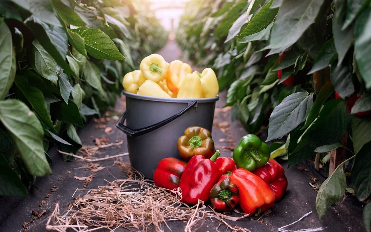 Собранный урожай желтого и красного перца