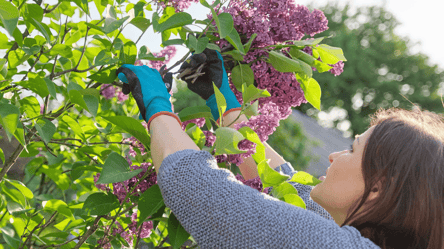 Ни в коем случае не обрезайте эти растения осенью 2025 — почему - 285x160