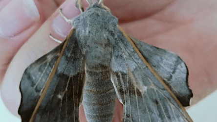 В Чернобыле заметили бабочку с размахом крыльев до 10 см — фото - 285x160