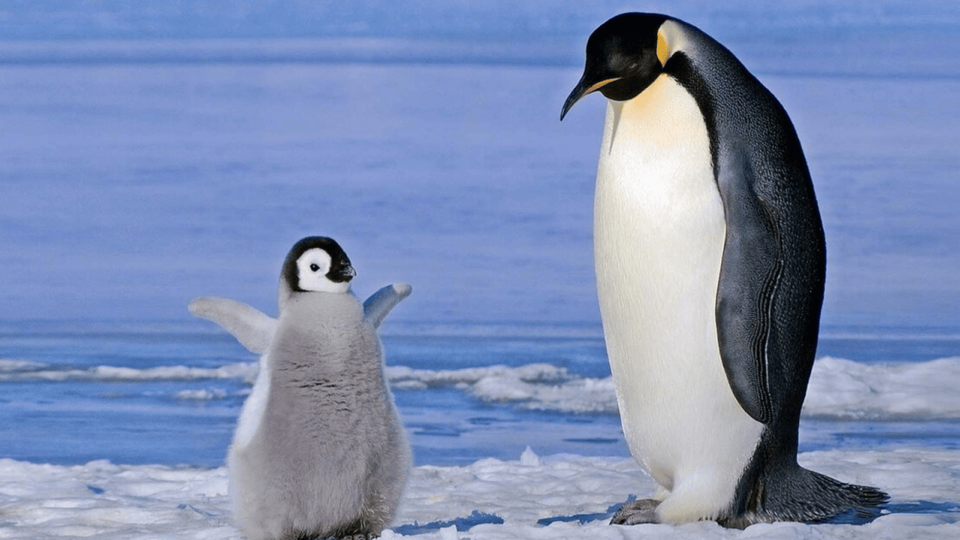 Полярники с Антарктиды показали удивительные кадры с малышами пингвинов