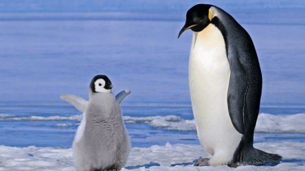 Полярники з Антарктиди показали дивовижні кадри з малюками пінгвінів - 285x160