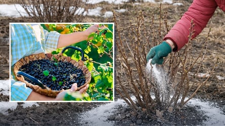 Чем подкормить смородину в марте 2026 — сладких ягод будет море - 285x160