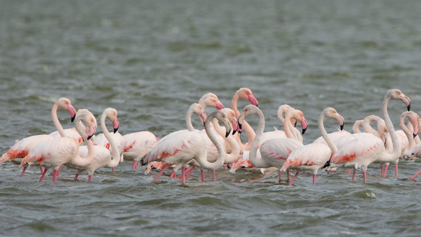 Тысячи розовых фламинго в Одесской области