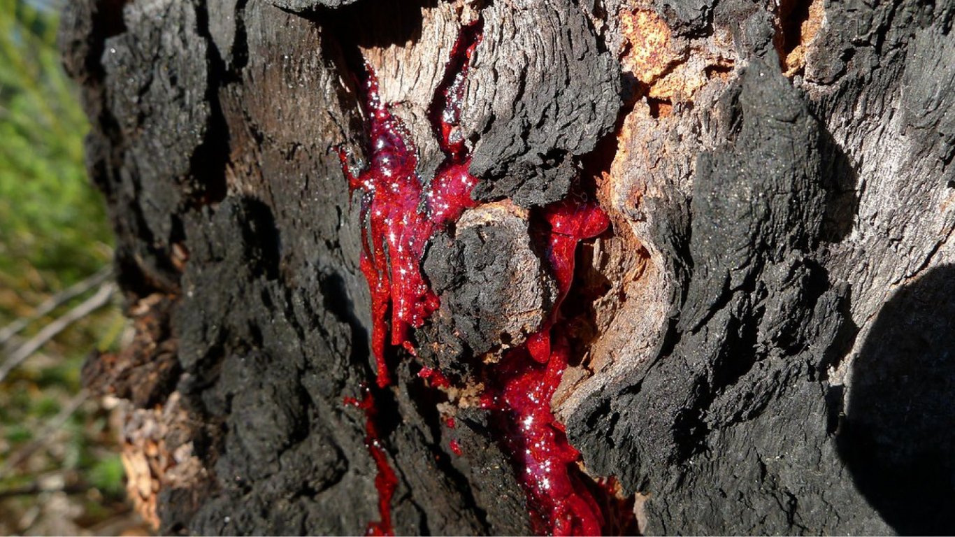 Кровоточащее дерево — как выглядит дикий тик и где его применяют