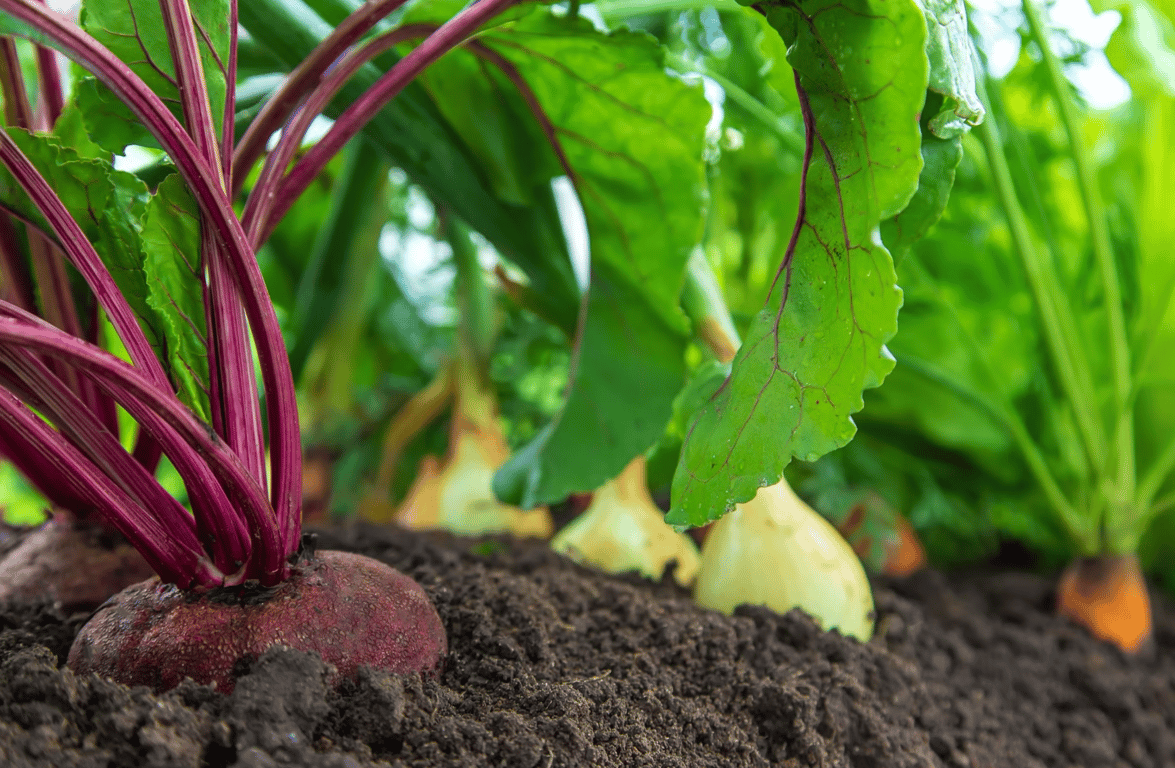 Що посадити біля буряка, щоб отримати солодкий врожай коренеплоду