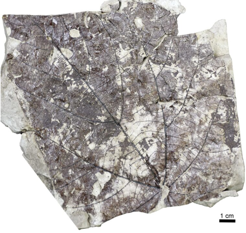 Поверхня викопного листка. Фото: sciencealert.com