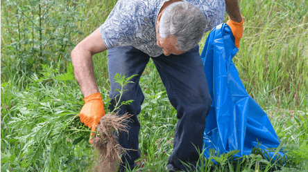 У Києві розікрали гроші на боротьбі з амброзією: справа в суді - 285x160
