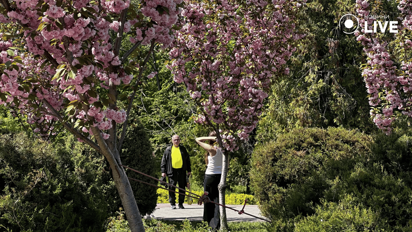 Фото в деревах сакури