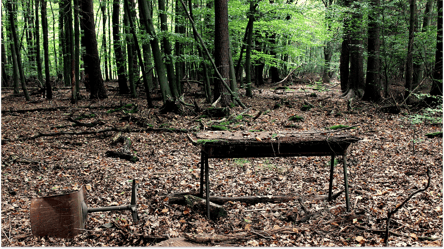 Дрова из леса без разрешения — что грозит украинцам - 285x160