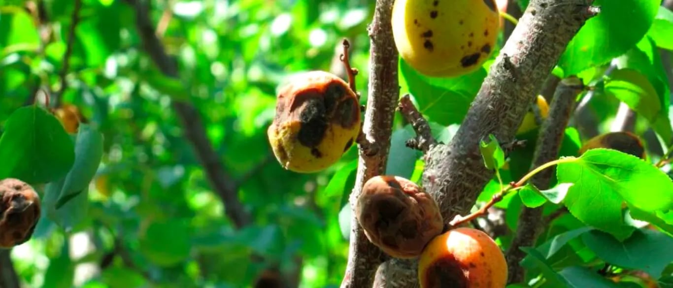 Можно ли спасти урожай абрикосов, если он поражен монилиозом