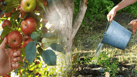 Полейте яблоню этим до морозов — ветви будут ломиться от плодов - 285x160