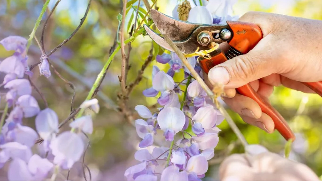 П'ять рослин, які потрібно обрізати у серпні — гліцинія