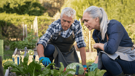 Не впускай соседей на огород — эта ошибка стоит урожая - 285x160