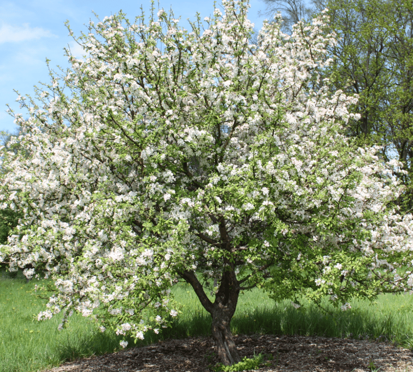 Большая сливолистная яблоня в саду