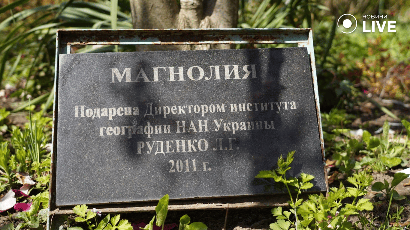 В Одесі зацвіла магнолія